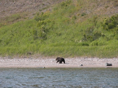 Берег бурых медведей 